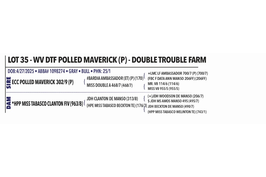 LOT 035 - WV DTF POLLED MAVERICK (P) - DOUBLE TROUBLE FARM