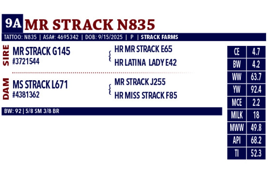 LOT 09A/B - STRACK FARMS CHOICE OF 2 BULLS