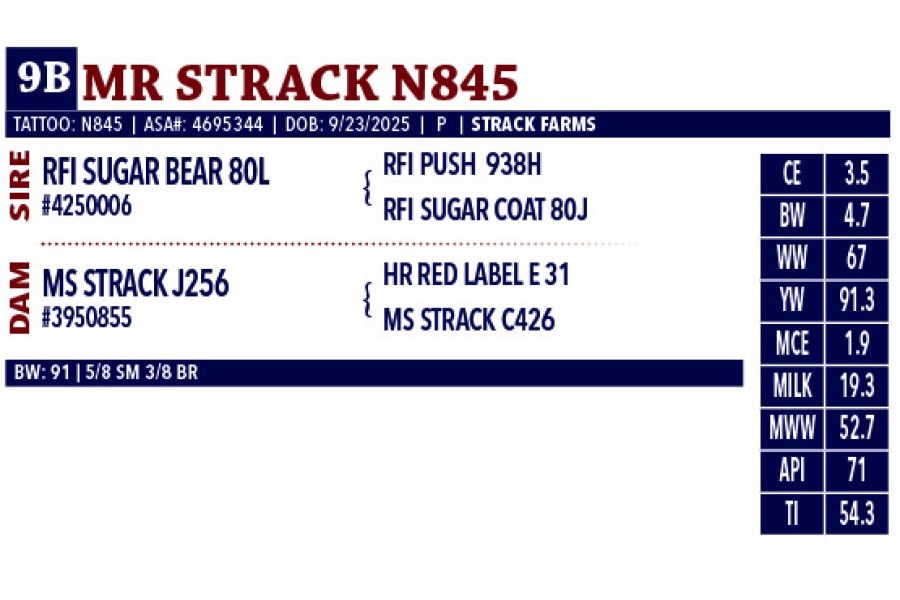 LOT 09A/B - STRACK FARMS CHOICE OF 2 BULLS