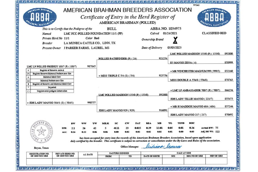 RED BRAHMAN HOMOZYGOUS POLLED SPECIAL SEMEN PACKAGE - FOUNDATION 11/1 (PP)  & DINERO ROJO 46/4 (PP) - USA ONLY