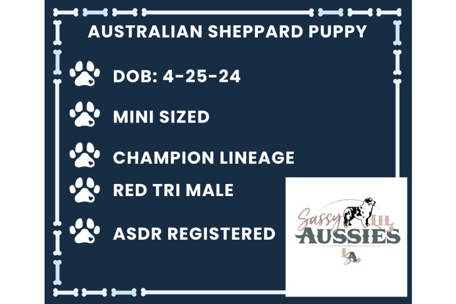 LOT 14 - REGISTERED RED TRI MALE MINI AUSTRALIAN SHEPHERD