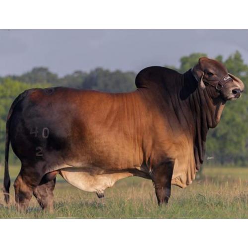 LOT 36 -MR CASARAY RED BUTTER 40/2 - 3 CONVENTIONAL UNITS/3 CERTS