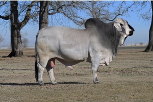 RIO 520/7 314K5 SEMEN PACKAGE - GRAY BRAHMAN FEMALE SEXED SEMEN  WORLD-WIDE INCLUDING USA