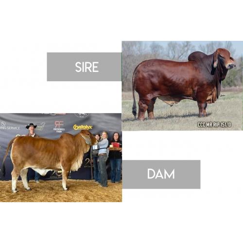 LOT 08 - CCC Mr. Rip 151/0 x CT LADY PASCO 10/9 - 3 FEMALE SEXED EMBRYO PACKAGE