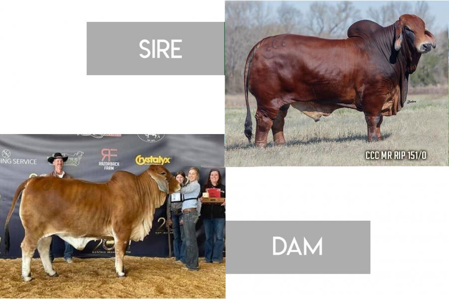 LOT 08 - CCC Mr. Rip 151/0 x CT LADY PASCO 10/9 - 3 FEMALE SEXED EMBRYO PACKAGE