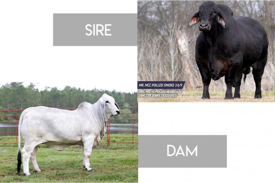 LOT 35 - MR MCC POLLED SMOKE 14/9 (P) x MISS 4F POLLED 109/0 (P)  - 3 CONVENTIONAL EMBRYO PACKAGE