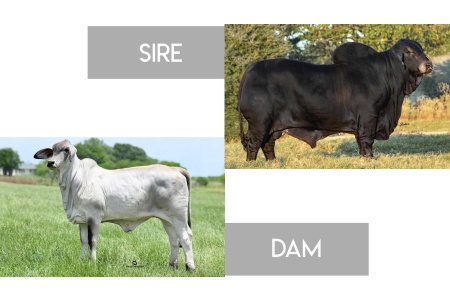 LOT 21 - +MR. MCC POLLED SMOKE 14/9 (P) X MORENO MS. LADY OPIE- 3 CONVENTIONAL EMBRYOS