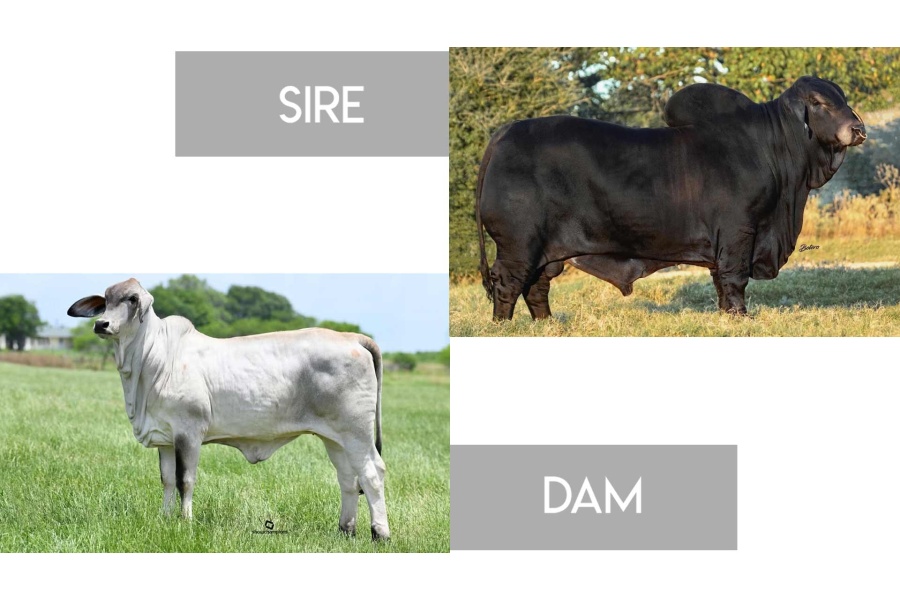 LOT 21 - +MR. MCC POLLED SMOKE 14/9 (P) X MORENO MS. LADY OPIE- 3 CONVENTIONAL EMBRYOS