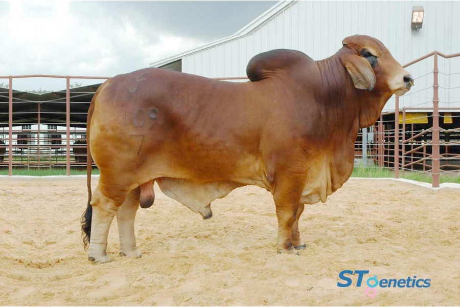 MS CADDO MORGAN 132  X +TJF MR. SMOKIN GUN 109/7 - RED BRAHMAN FEMALE SEXED EMBRYOS - MEXICO
