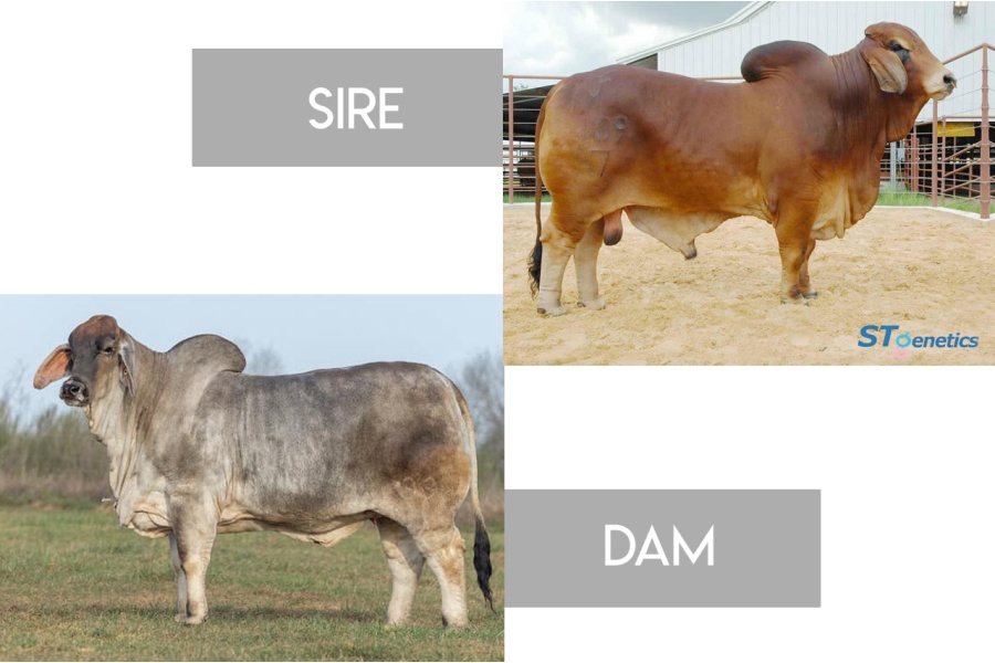 VBCC MISS GOOD LORD LORI 33/1  X +TJF MR. SMOKIN GUN 109/7 - RED BRAHMAN CONVENTIONAL EMBRYOS - MEXICO