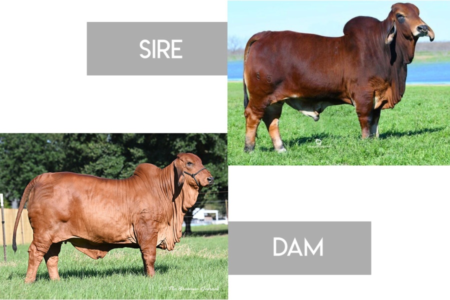 SRS JOE KID 185 X JLCS PCC MARIE RHINEAUX 15/0  - FEMALE SEXED EMBRYO - USA ONLY
