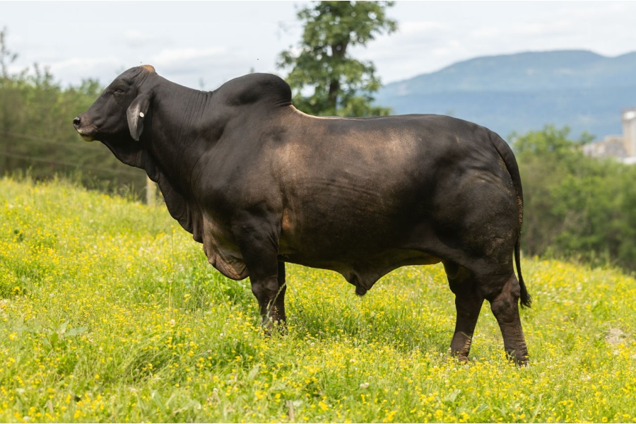 LOT 10 - MR LE POLLED SUBZERO 36 (PP)- 3 CONVENTIONAL SEMEN STRAWS