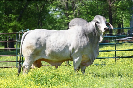 SRS SUPER ROCK STAR 423/8 (S) - CONVENTIONAL SEMEN PACKAGE - USA