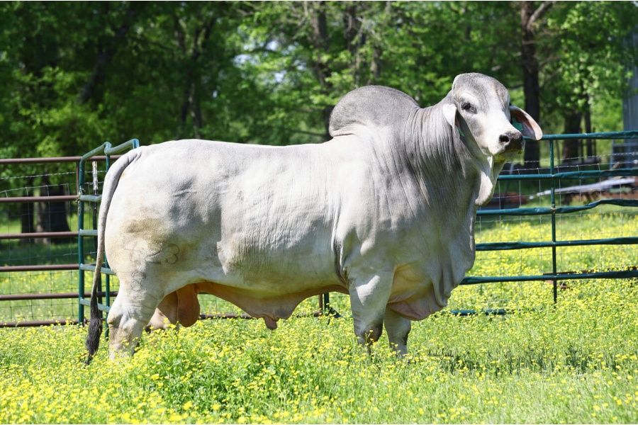 SRS SUPER ROCK STAR 423/8 (S) - CONVENTIONAL SEMEN - USA