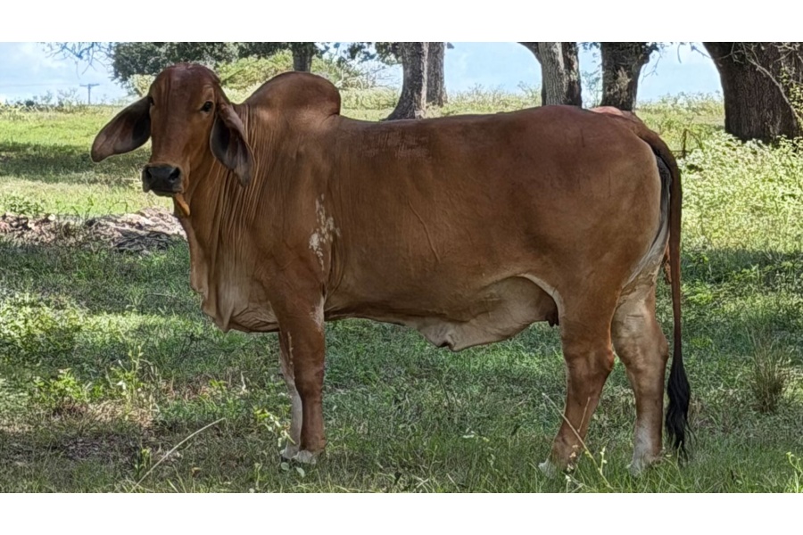 LOT 04 - FEMALE SEXED EMBRYO PACKAGE - THREE (3) EMBRYOS - FULL SIBS TO DB SOUTHERN STYLE 2/206