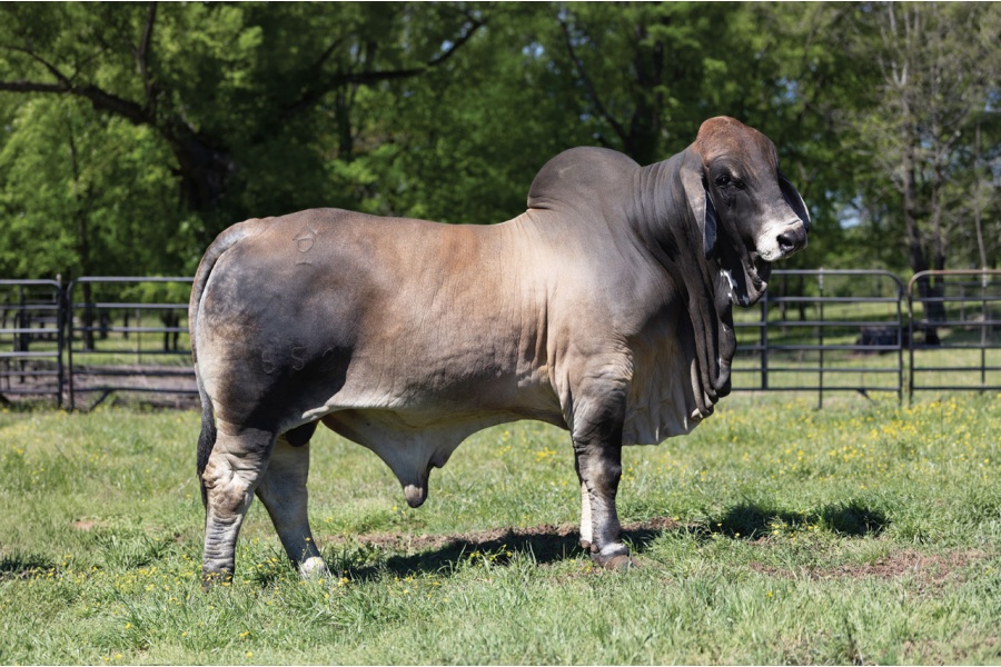 WALTERS GAME ON 552 - CONVENTIONAL SEMEN PACKAGE - USA