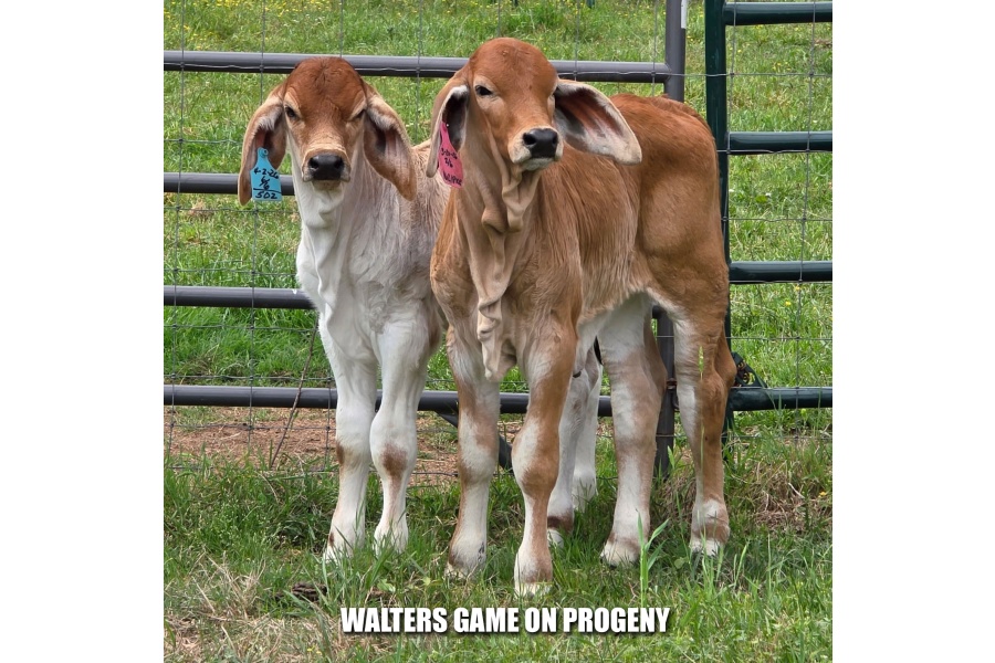 WALTERS GAME ON 552 - CONVENTIONAL SEMEN PACKAGE - USA