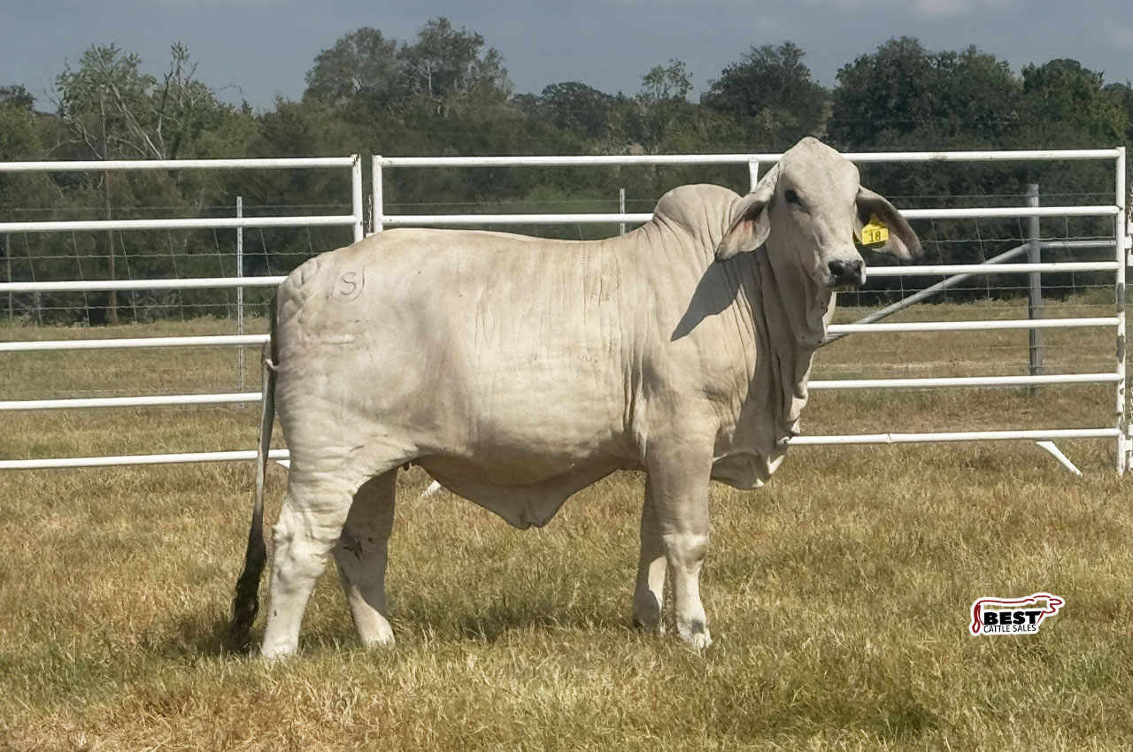 LOT 06 - MS US POLLED JOAN 18/4 (P)